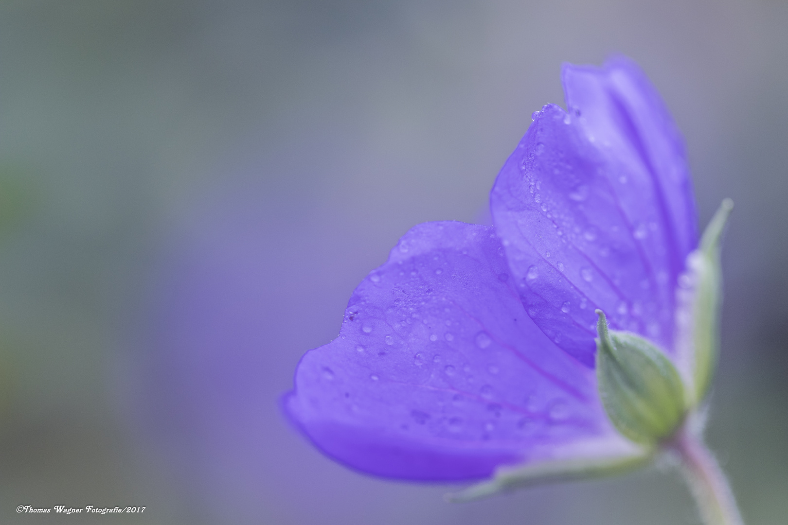 dreamy flower