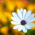 dreamy flowers "Kapkörbchen (Osteospermum)"