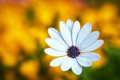 dreamy flowers "Kapkörbchen (Osteospermum)"