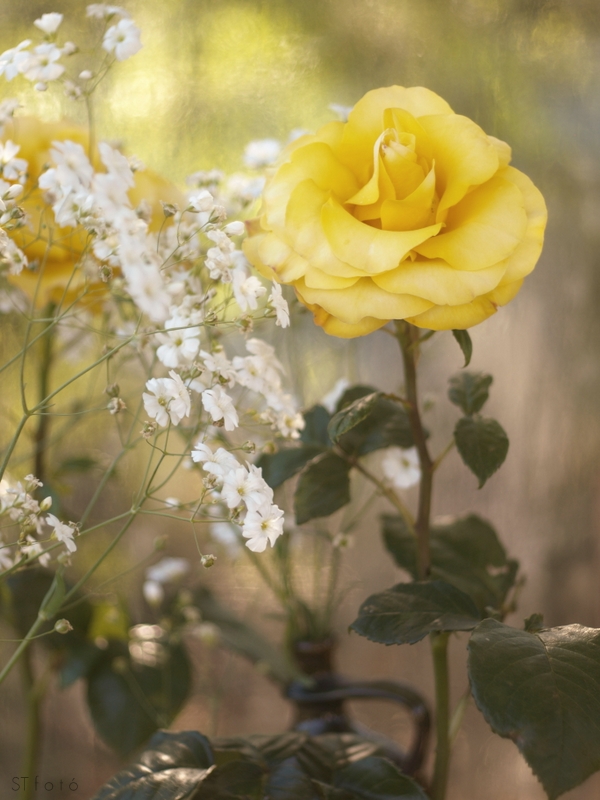 dreamy garden