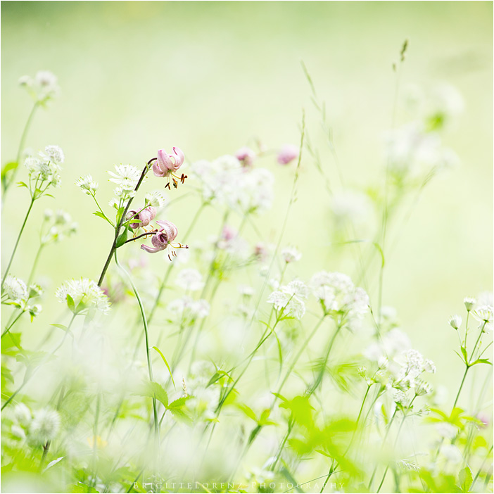 dreamy meadow...