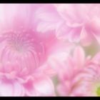 Dreamy Pink -5