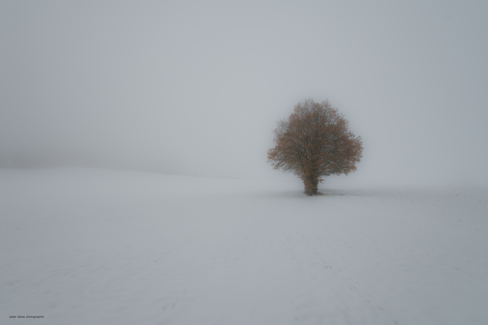 dreamy tree