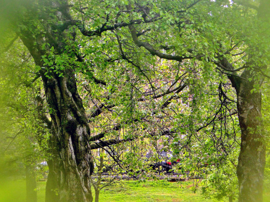 Dreamy Trees