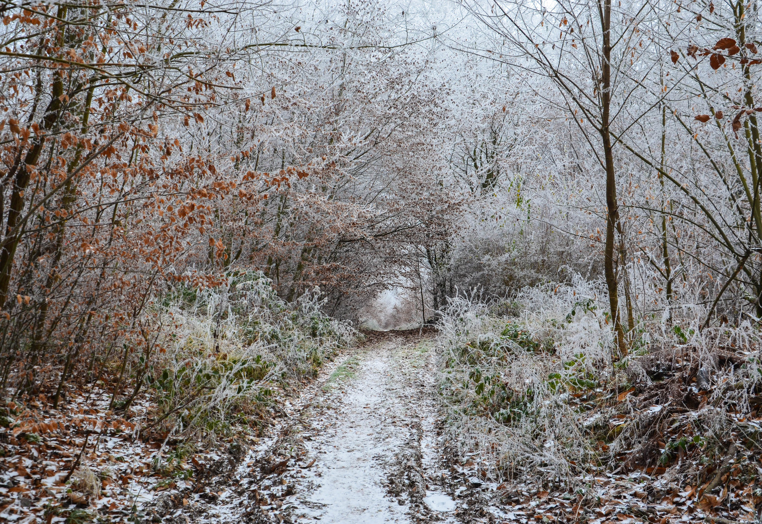 Dreamy Winter