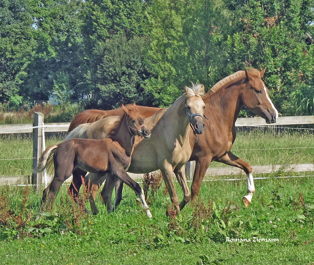 Dreamys Familie