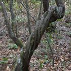 "Drechsel"-Baum im Wald von Meriga