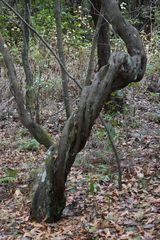 "Drechsel"-Baum im Wald von Meriga