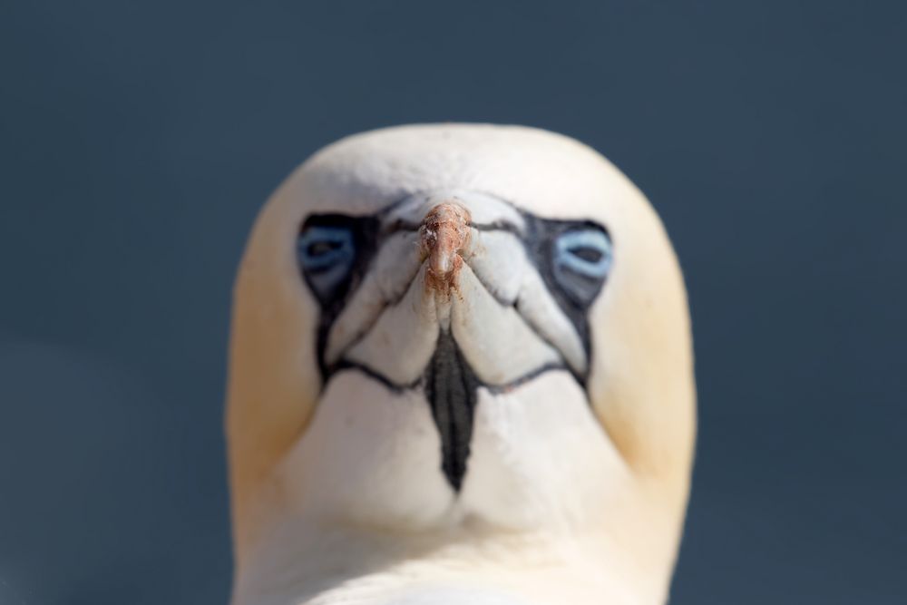 Dreckschnabel.. Basstölpel (Morus bassanus)  auf Helgoland 