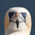 Dreckschnabel.. Basstölpel (Morus bassanus)  auf Helgoland 