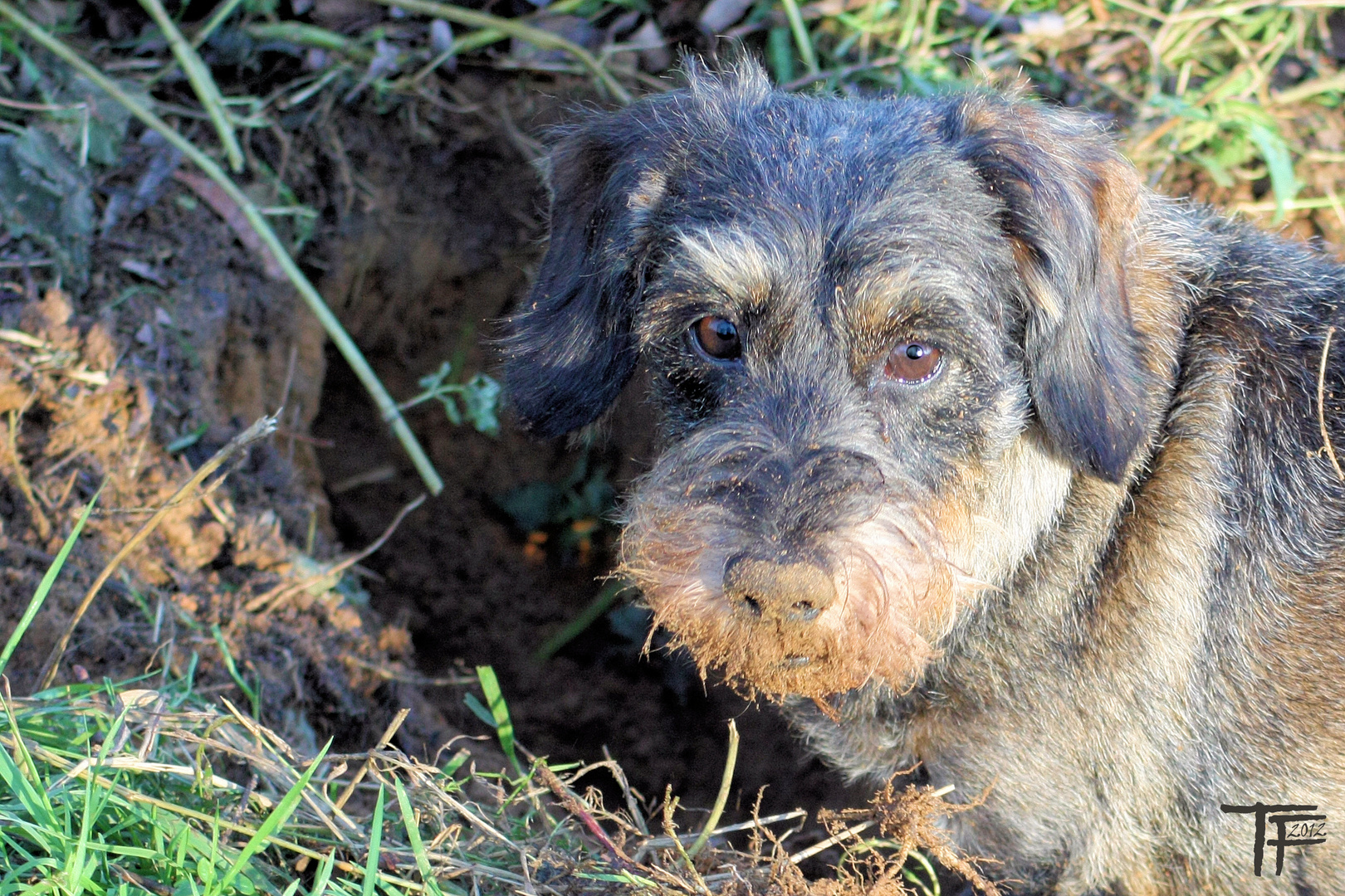 Dreckschnute (mud snoot)