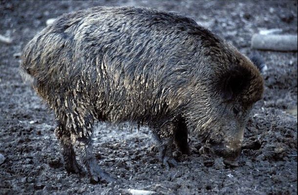 Dreckschwein Dreckschwein