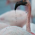 Drecksflamingo