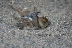 Dreckspatz