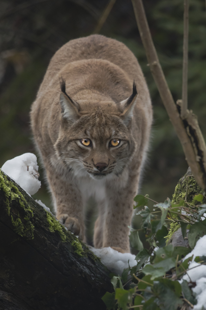 Dreh Dich nicht um der Luchs geht um 