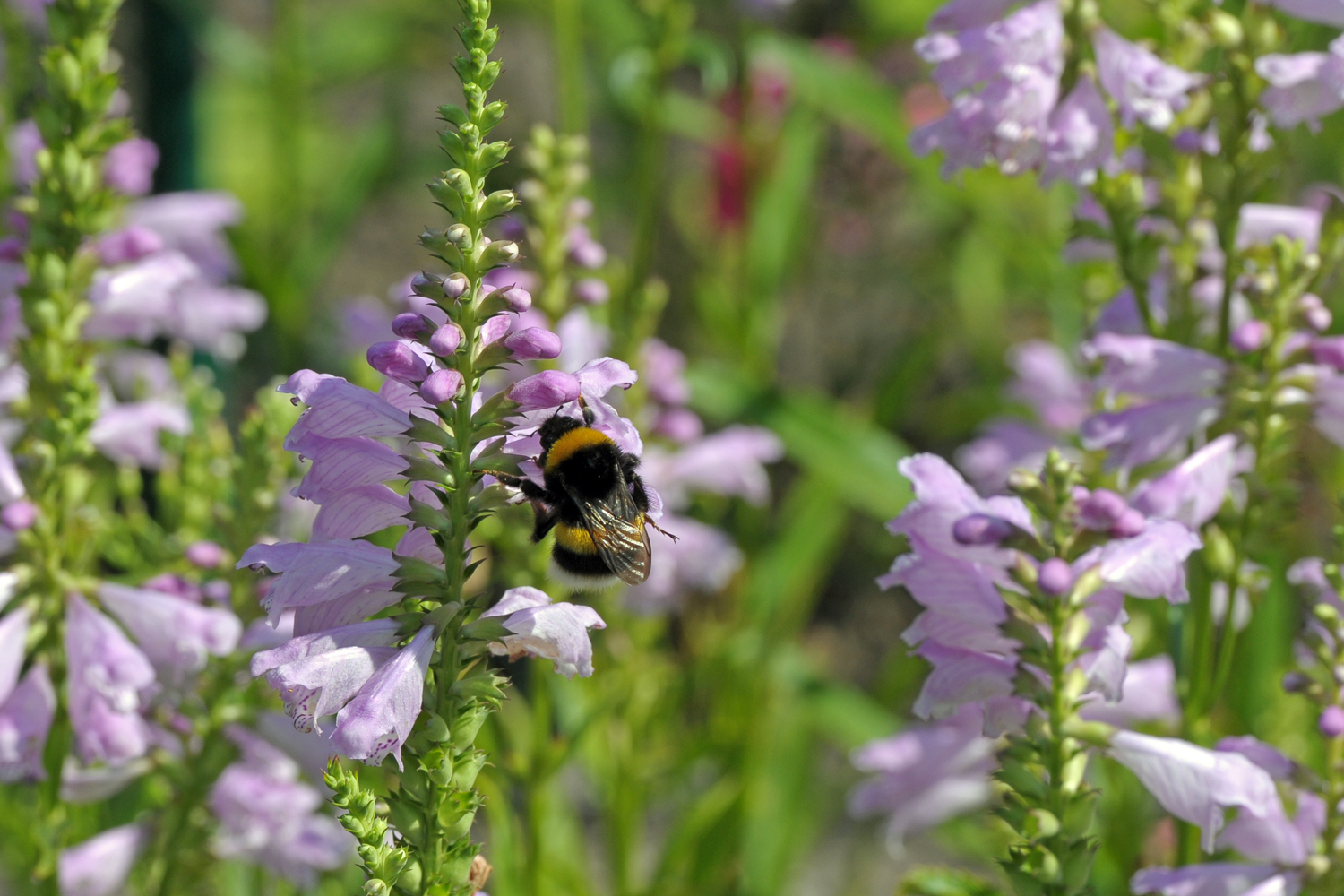 Drehblumen mit Hummel