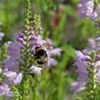 Drehblumen mit Hummel