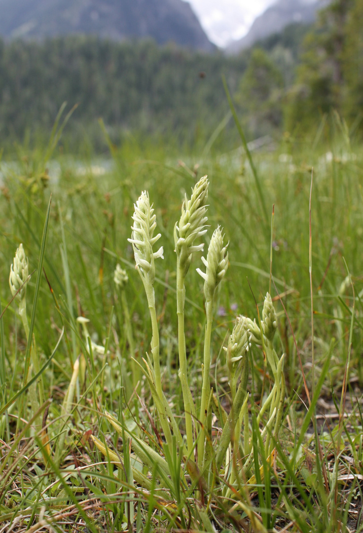 Drehwurz (Spiranthes romanzoffiana)...