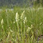 Drehwurz (Spiranthes romanzoffiana)...