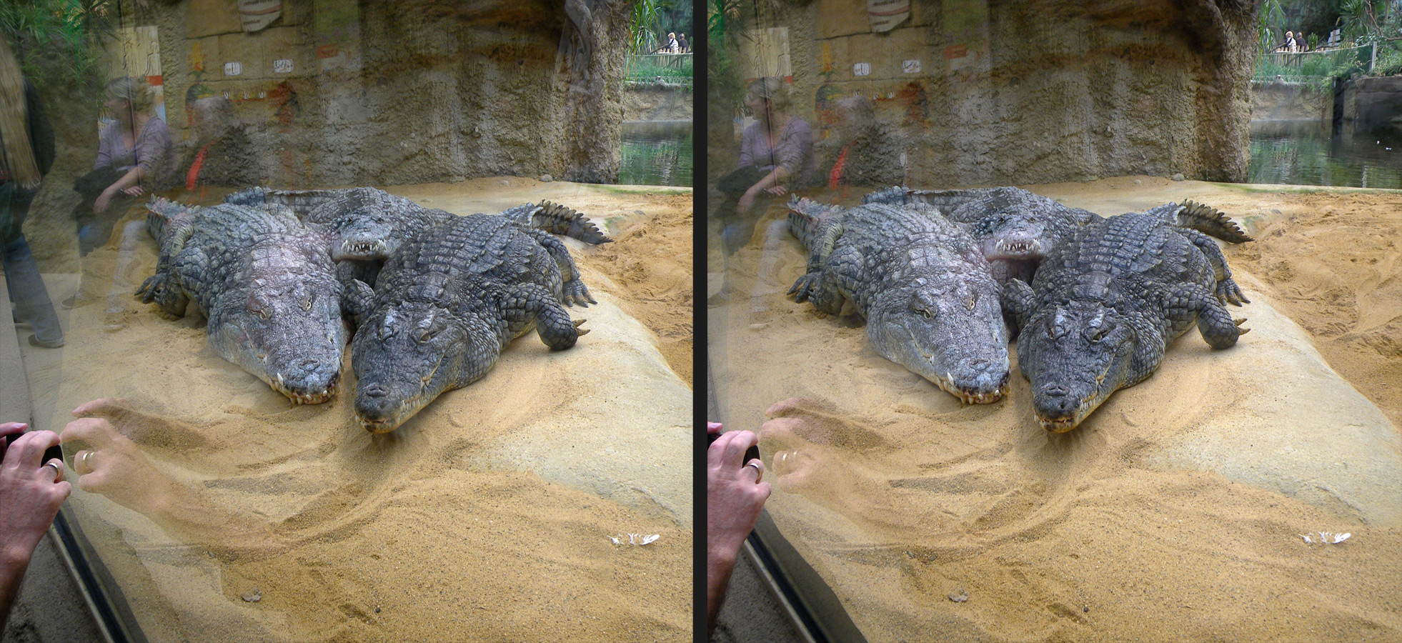 Drei 3D-Crox im Kölner Zoo