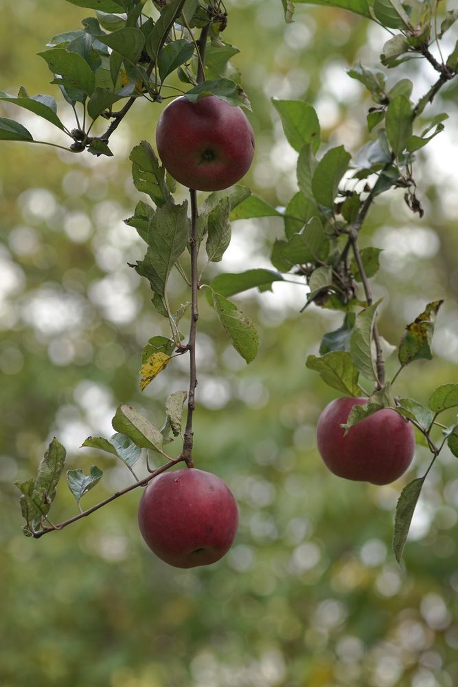 Drei Äpfel