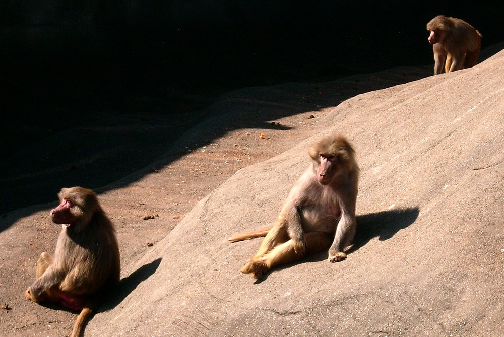 Drei Affen im Zoo.