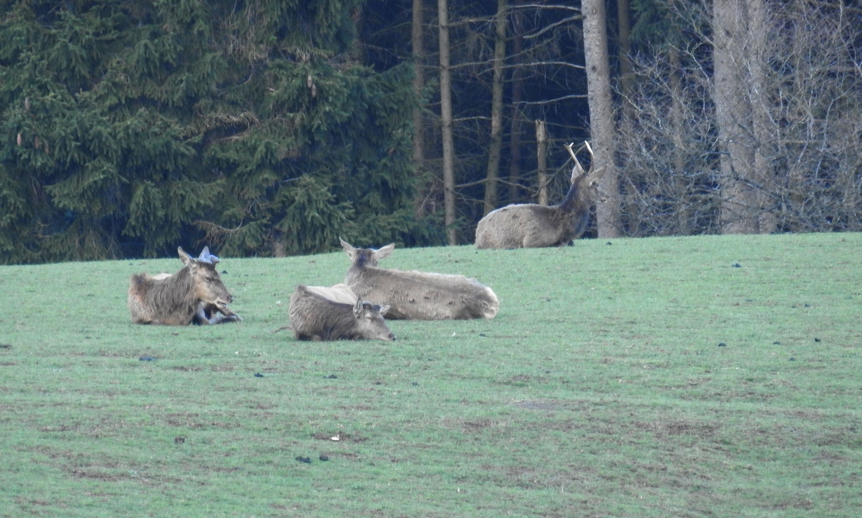 Drei alte Hirsche mit den Anfängen zur neuen Geweihbildungg