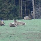 Drei alte Hirsche mit den Anfängen zur neuen Geweihbildungg