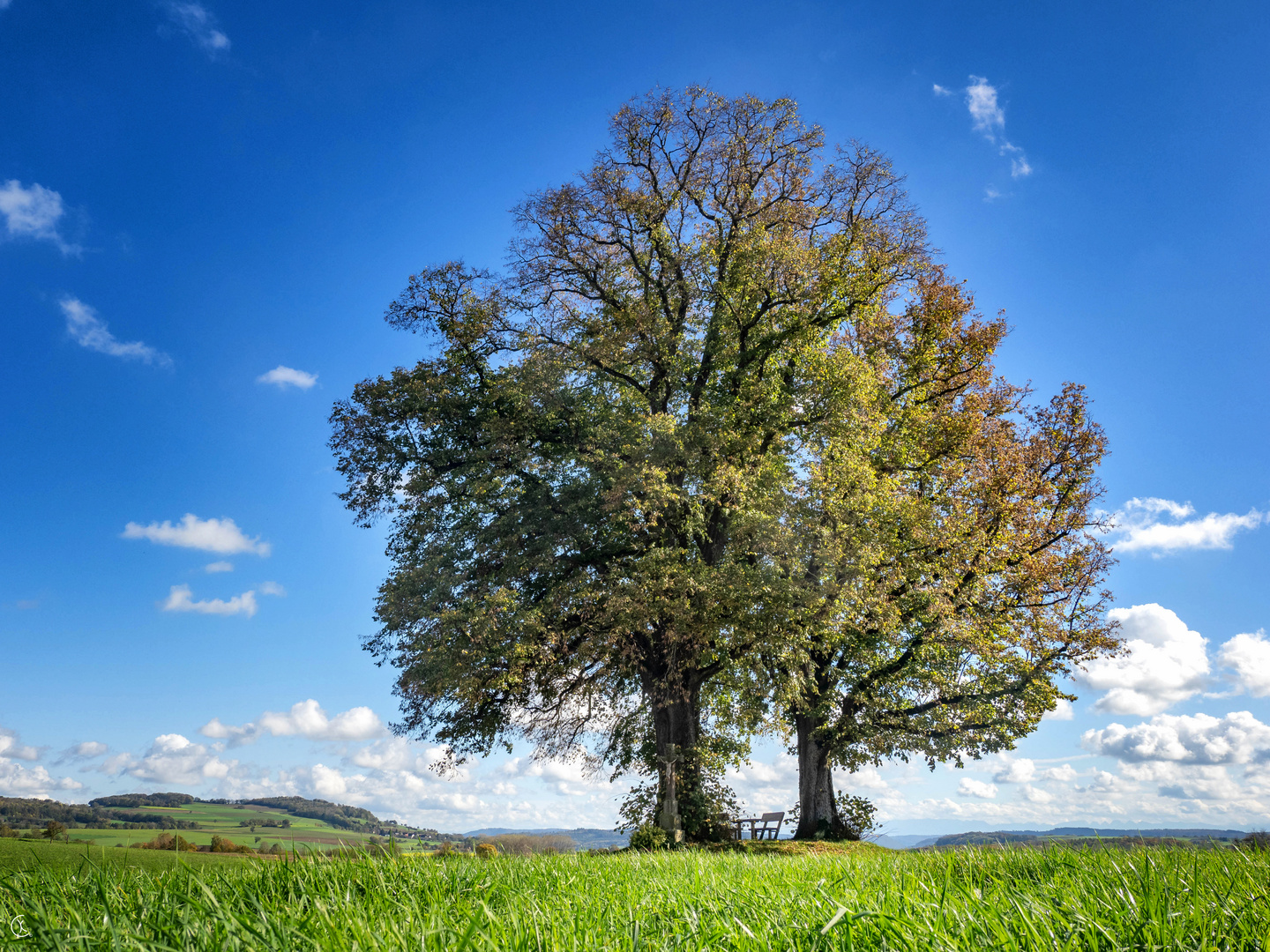 Drei alte Linden im Hegau