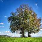 Drei alte Linden im Hegau