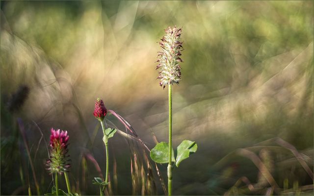 ...drei Ansichten...