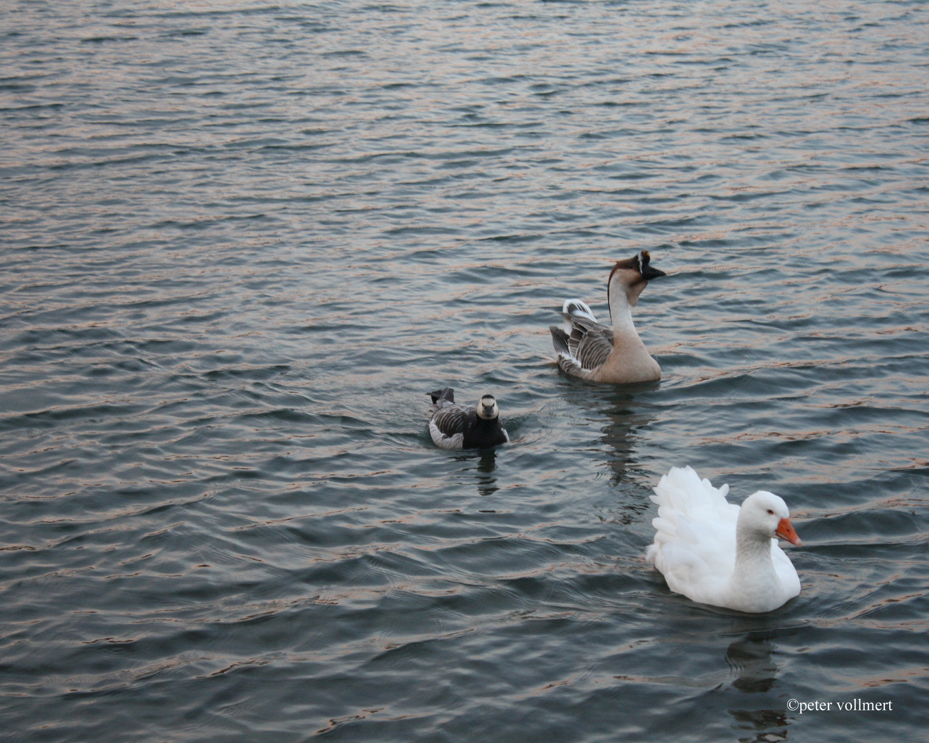 drei Arten Gänse auf dem Maschsee