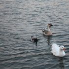 drei Arten Gänse auf dem Maschsee