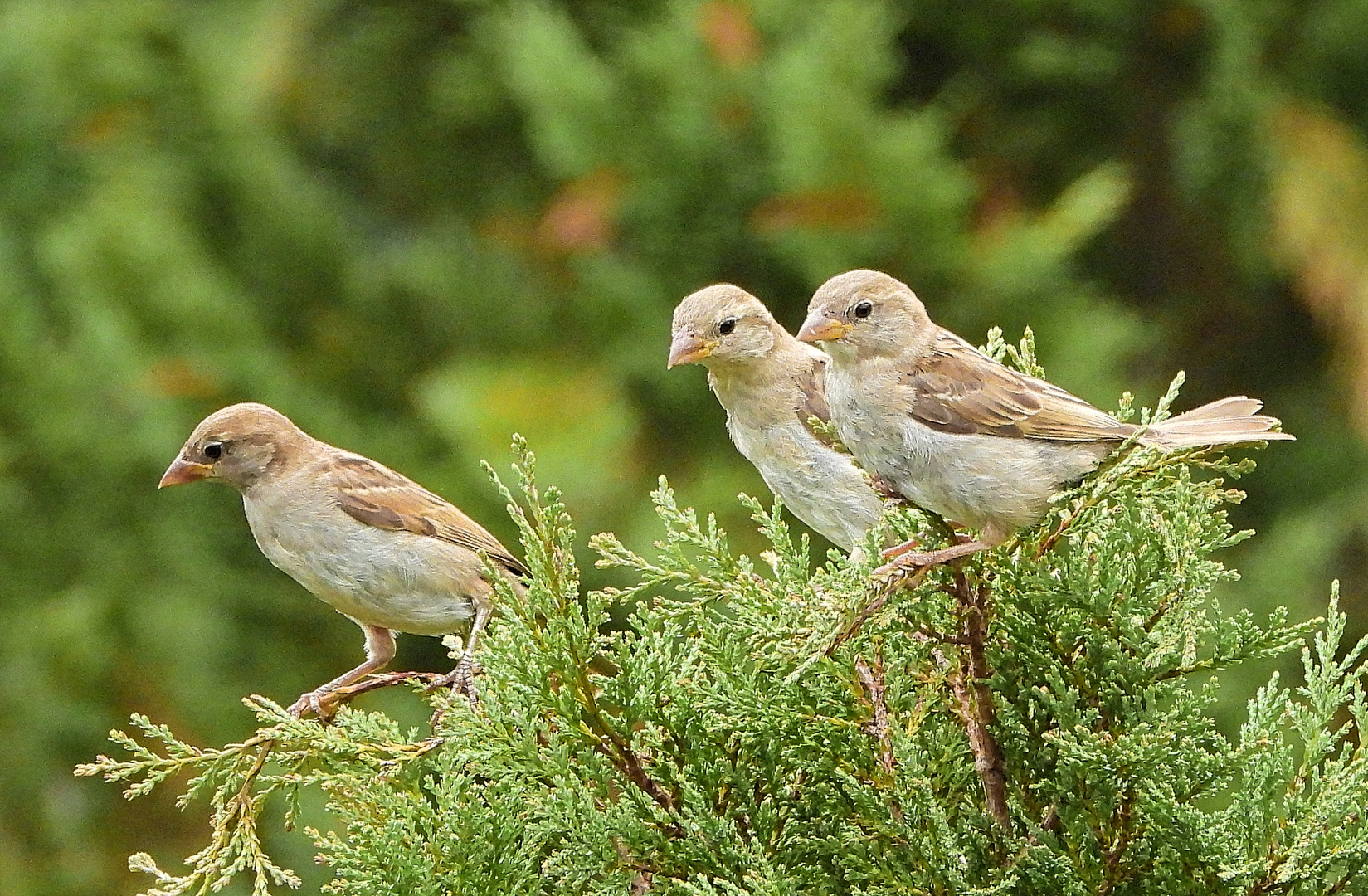 Drei auf einem Baum 