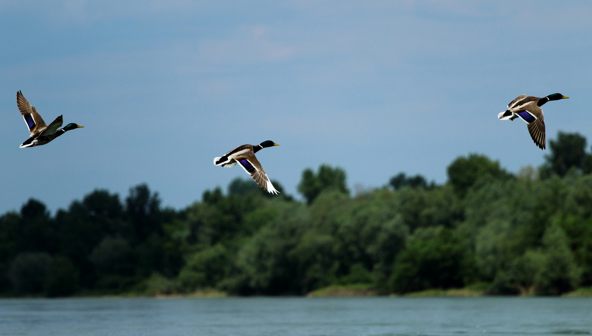 Drei auf einen Knips