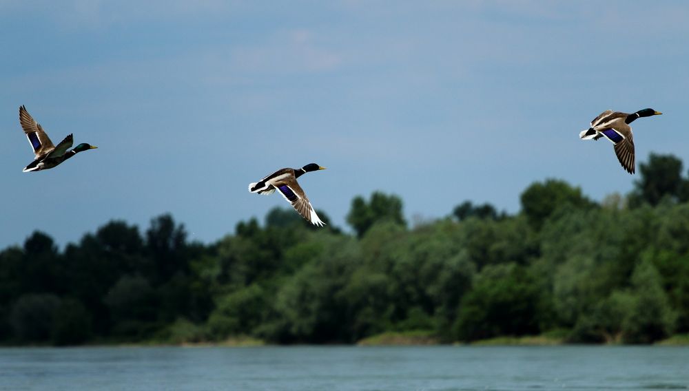 Drei auf einen Knips