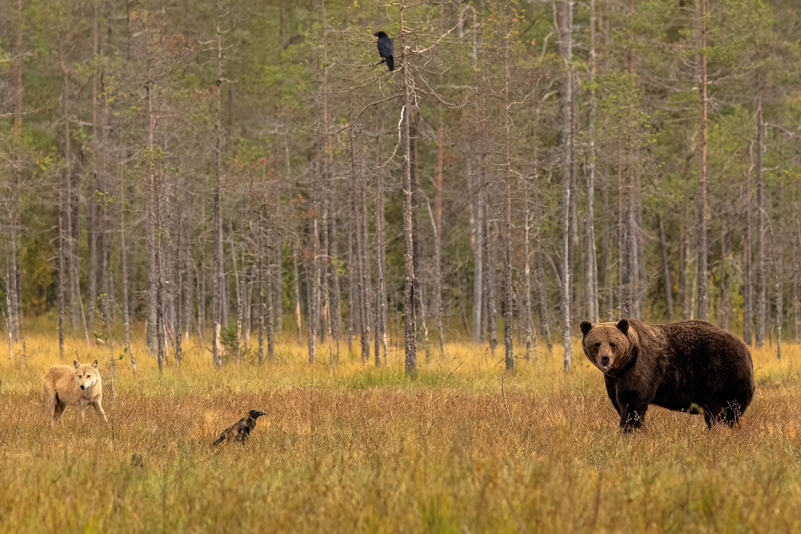 Drei auf einen Streich...