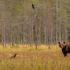 Drei auf einen Streich...