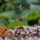 Drei auf einen Streich - Schwebfliegen in Formation