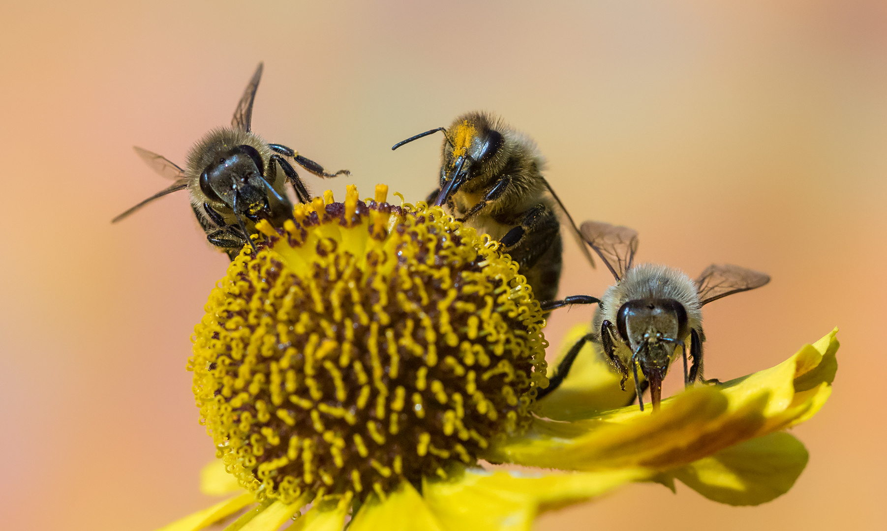 Drei auf einer Blüte