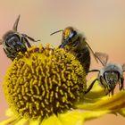 Drei auf einer Blüte