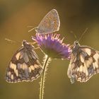 drei auf einer Blüte