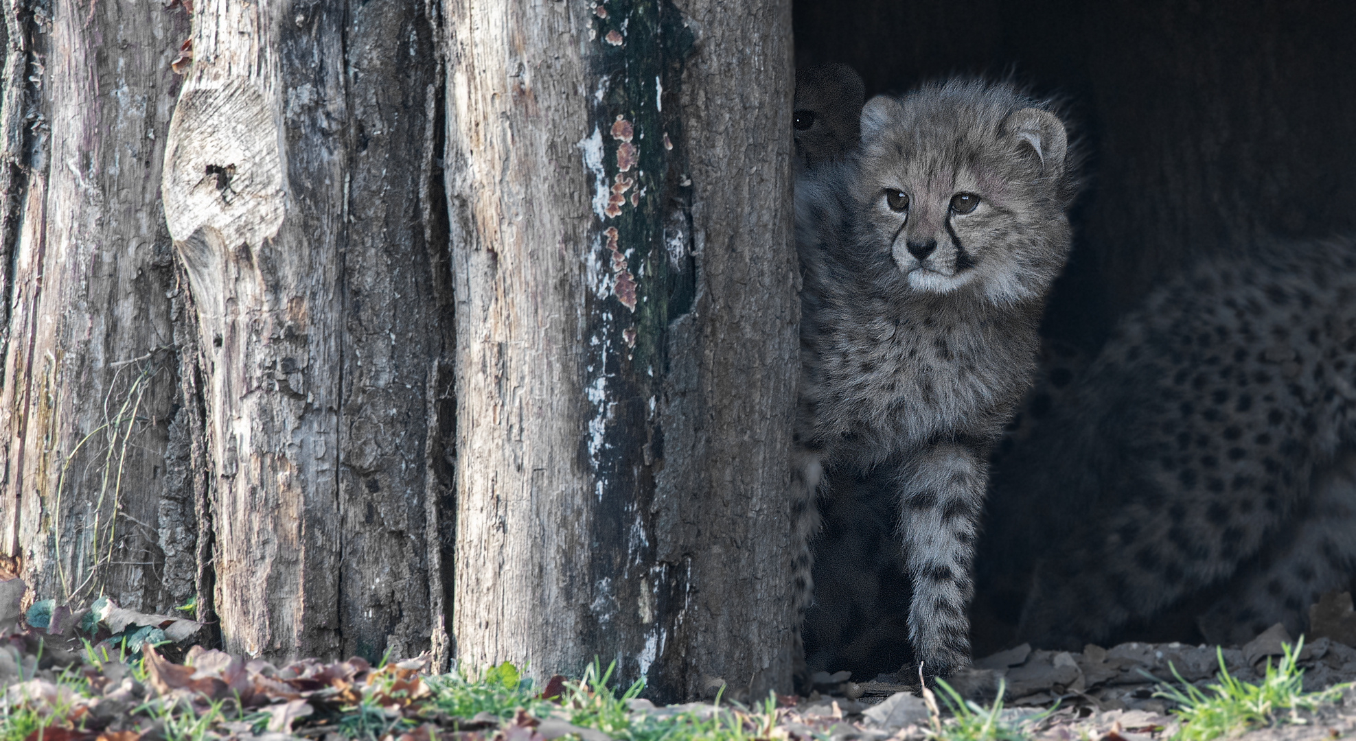 Drei Augen sehen mehr 001 Foto & Bild deutschland, europe, nordrhein
