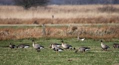 Drei aus dem Mohrenkopfland