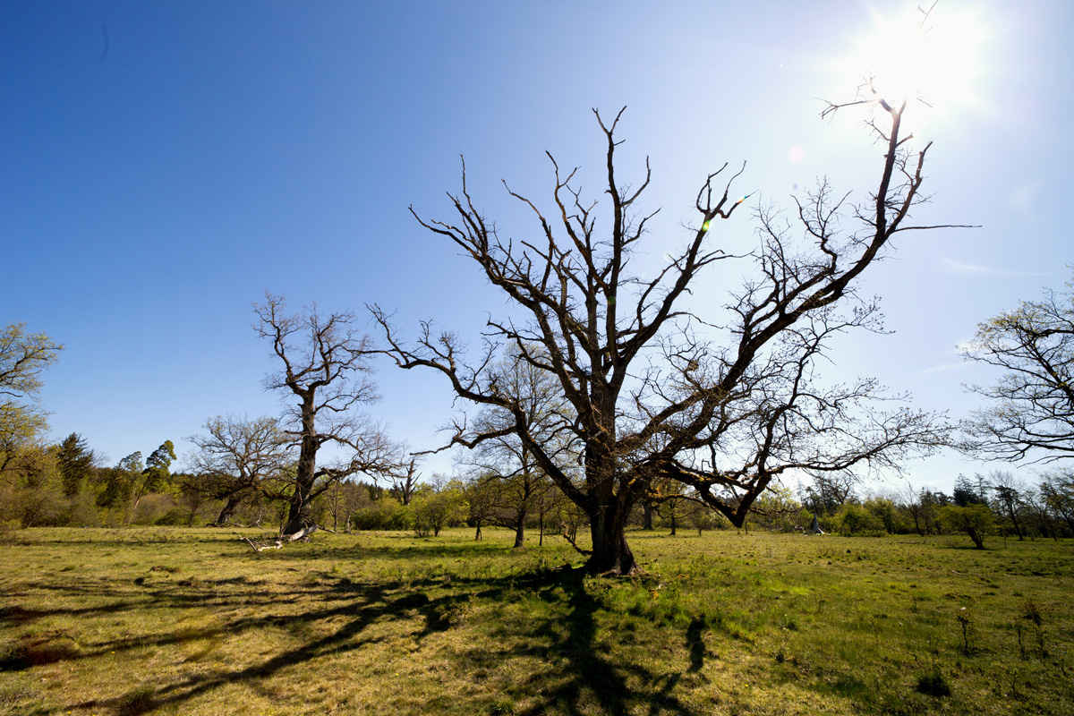 Drei ausgetrockene Bäume und Sonne