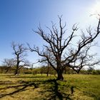 Drei ausgetrockene Bäume und Sonne