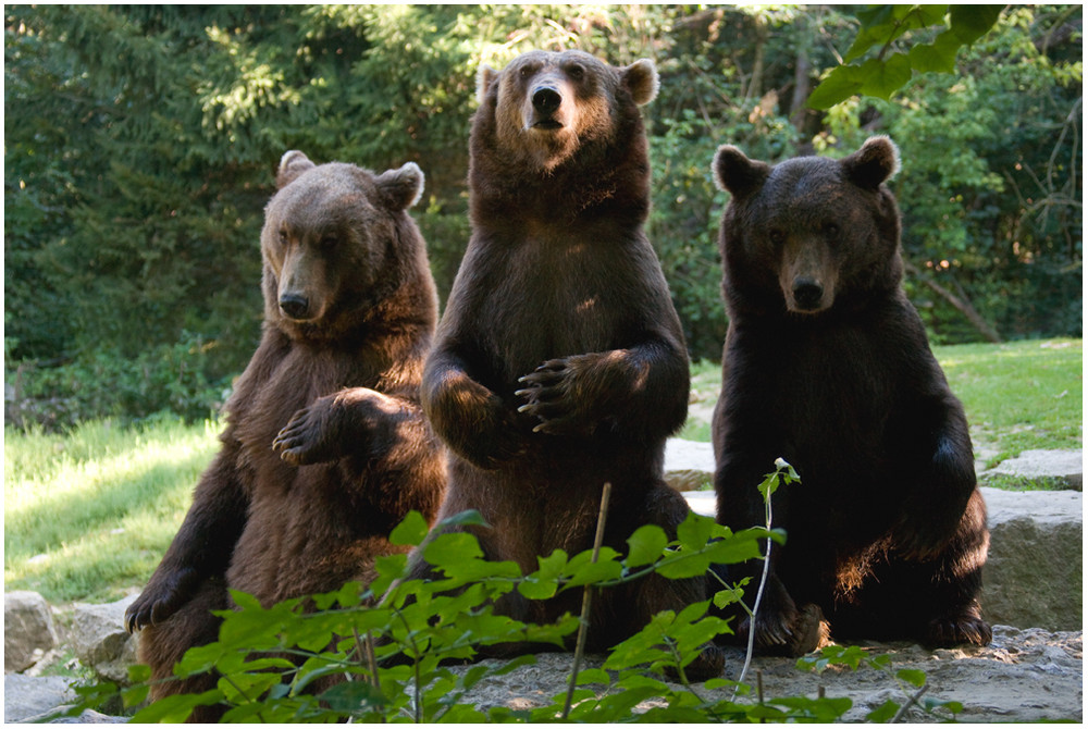 Drei Bären Foto & Bild | tiere, zoo, wildpark & falknerei, säugetiere