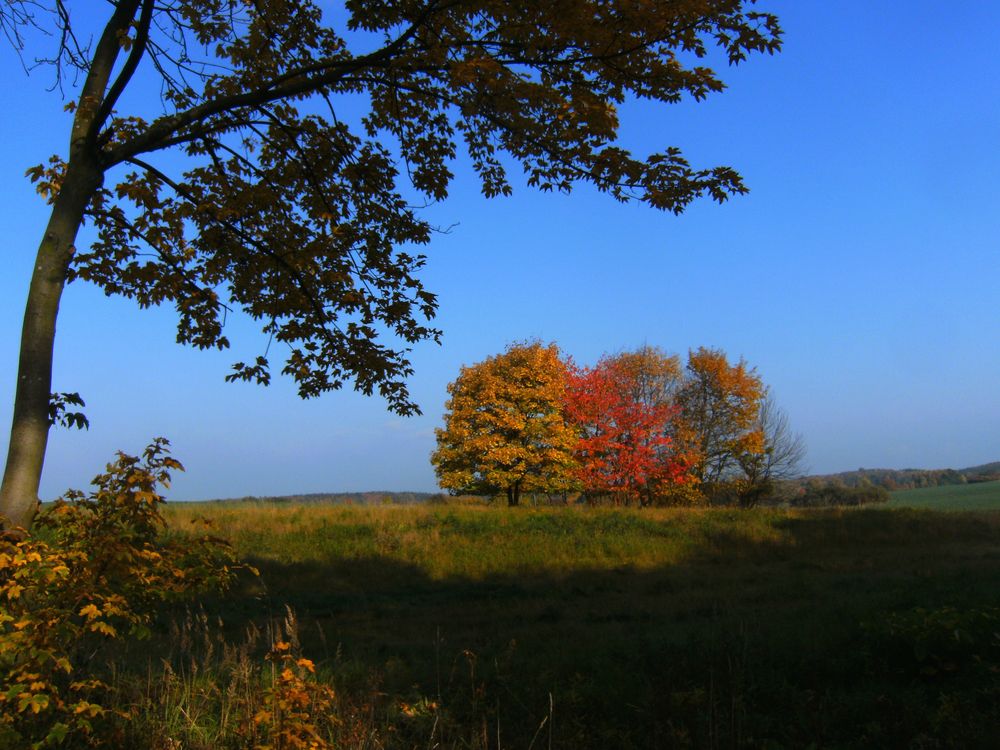 Drei Bäume