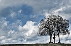 Drei Bäume, eine Bank und eine Mahntafel