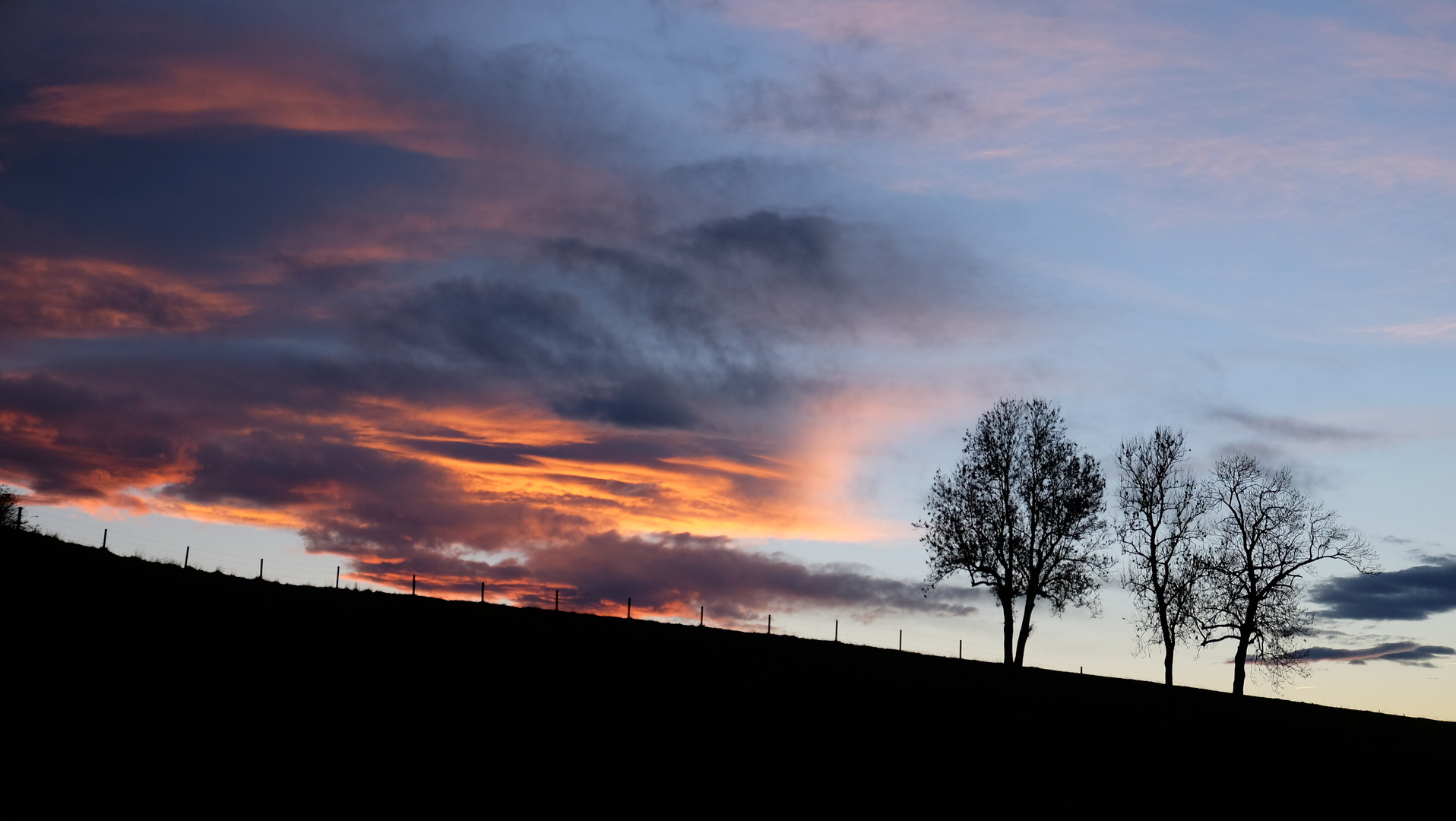 Drei Bäume im Abendlicht